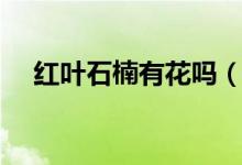 紅葉石楠有花嗎（紅葉石楠長(zhǎng)大花香嗎）