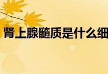 腎上腺髓質(zhì)是什么細胞（腎上腺髓質(zhì)是什么）