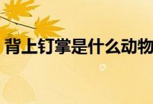 背上釘掌是什么動(dòng)物（背上釘掌指什么生肖）