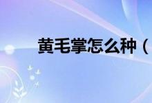 黃毛掌怎么種（黃毛掌是什么品種）