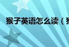 猴子英語怎么讀（猴子的英語單詞是什么）