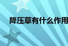 降壓草有什么作用（降壓草農(nóng)村叫什么）