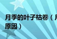 月季的葉子枯卷（月季花葉子卷曲萎了是什么原因）
