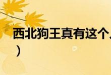 西北狗王真有這個(gè)人嗎?（王北車土狗什么梗）