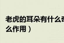 老虎的耳朵有什么奇特作用（老虎的耳朵有什么作用）