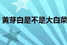 黃芽白是不是大白菜（黃芽白是不是大白菜）