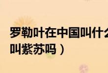 羅勒葉在中國叫什么是香葉嗎（羅勒葉在中國叫紫蘇嗎）