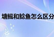 塘鲺和鯰魚怎么區(qū)分（塘鲺和鯰魚如何區(qū)分）