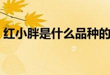 紅小胖是什么品種的貓（紅小胖是什么品種）