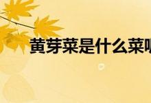 黃芽菜是什么菜呢（黃芽菜是什么菜）