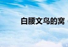 白腰文鳥的窩（白腰文鳥的特點）