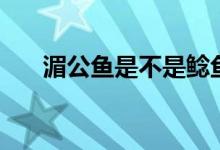 湄公魚是不是鯰魚（湄公魚是海魚嗎）