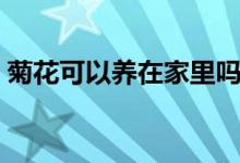 菊花可以養(yǎng)在家里嗎（菊花可以養(yǎng)在家里嗎）