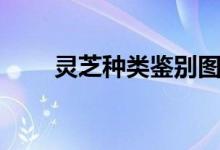 靈芝種類鑒別圖譜大全（靈芝種類）