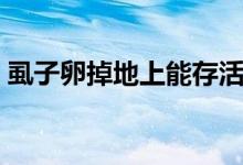 虱子卵掉地上能存活（虱卵掉地上能存活嗎）