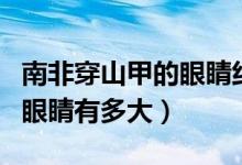 南非穿山甲的眼睛約有多少厘米（南非穿山甲眼睛有多大）