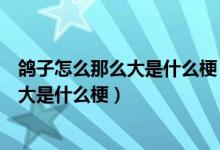 鴿子怎么那么大是什么梗（道理我都懂可是鴿子為什么那么大是什么梗）