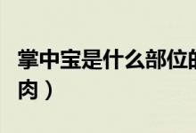 掌中寶是什么部位的肉（掌中寶是什么部位的肉）
