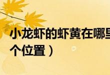 小龍蝦的蝦黃在哪里圖片（小龍蝦的蝦黃在哪個位置）