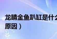 龍睛金魚趴缸是什么原因（金龍魚趴缸底什么原因）