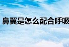 鼻翼是怎么配合呼吸的（鼻翼是怎么縮小的）