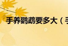 手養(yǎng)鸚鵡要多大（手養(yǎng)鸚鵡從多大開始養(yǎng)）