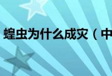 蝗蟲(chóng)為什么成災(zāi)（中國(guó)蝗蟲(chóng)為什么不鬧災(zāi)害）