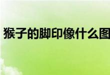 猴子的腳印像什么圖案（猴子的腳印像什么）