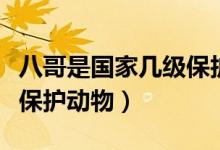 八哥是國(guó)家?guī)准?jí)保護(hù)動(dòng)物嗎（八哥是國(guó)家?guī)准?jí)保護(hù)動(dòng)物）
