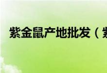 紫金鼠產(chǎn)地批發(fā)（紫金鼠產(chǎn)地在什么地方）