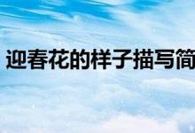 迎春花的樣子描寫簡單（迎春花的樣子描寫）