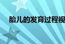 胎兒的發(fā)育過程視頻（胎兒的發(fā)育過程）