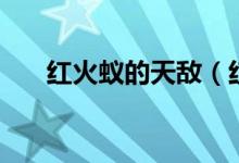 紅火蟻的天敵（紅火蟻的天敵是什么）