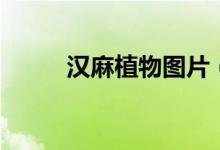 漢麻植物圖片（漢麻是什么植物）