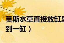 莫斯水草直接放缸里養(yǎng)行嗎（莫斯一片怎么養(yǎng)到一缸）