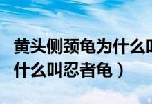 黃頭側(cè)頸龜為什么叫忍者神龜（黃頭側(cè)頸龜為什么叫忍者龜）