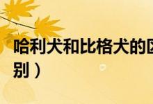 哈利犬和比格犬的區(qū)別（哈利犬和比格犬的區(qū)別）