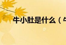 牛小肚是什么（牛小肚是牛哪個部位）