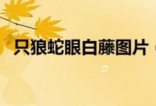 只狼蛇眼白藤圖片（只狼蛇眼白藤怎么打）