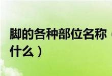 腳的各種部位名稱（腳上各個部位名稱分別是什么）