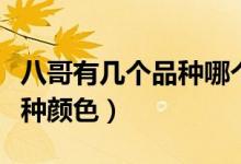 八哥有幾個品種哪個品種學(xué)說話快（八哥有幾種顏色）