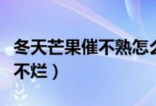 冬天芒果催不熟怎么辦（冬天芒果催熟方法又不爛）