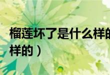 榴蓮壞了是什么樣的能吃嗎（榴蓮壞了是什么樣的）