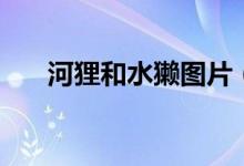 河貍和水獺圖片（河貍和水獺的區(qū)別）