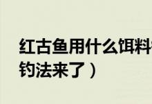 紅古魚用什么餌料釣（紅古魚怎么釣 詳細(xì)的釣法來了）