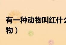 有一種動物叫紅什么（傳說中的紅犼是什么動物）