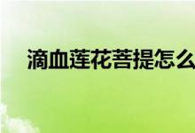 滴血蓮花菩提怎么盤(pán)玩（具體操作如下）