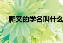 爬叉的學(xué)名叫什么（爬叉的學(xué)名是什么）