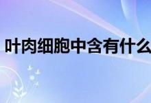 葉肉細胞中含有什么（葉肉細胞中含有什么）
