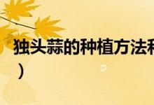 獨(dú)頭蒜的種植方法和作用（獨(dú)頭蒜的種植方法）